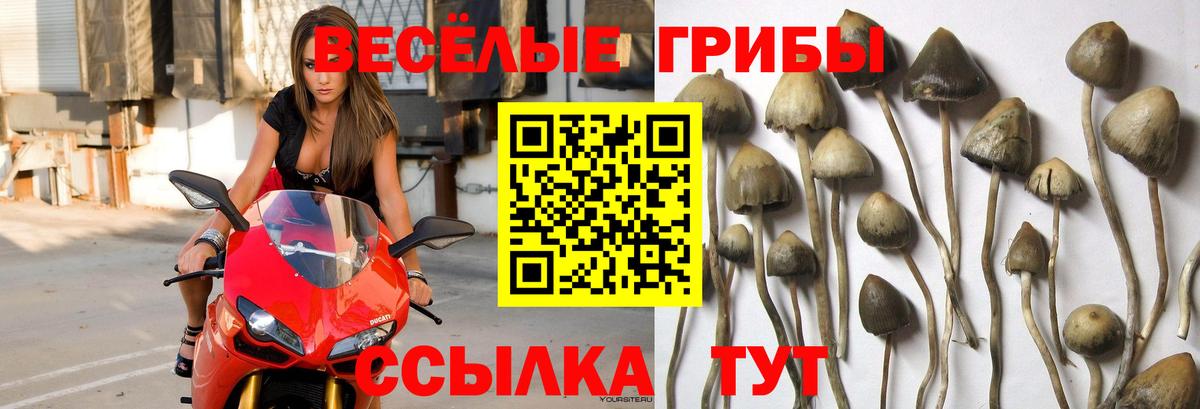 Южноуральск  Галлюциногенные грибы Cubensis  Вход с VPN 